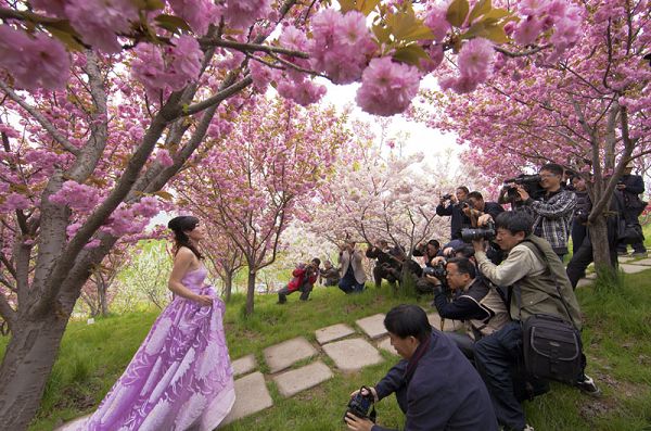 濟源小浪底“櫻花節”入圍美麗中國·品牌節慶榜