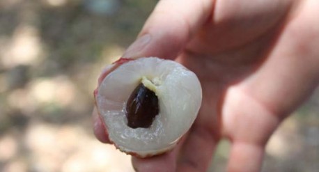 　　這就是傳說中的瓤肉瑩白如冰雪,漿液甘酸如醴酪。大家一下就摘了半筐。