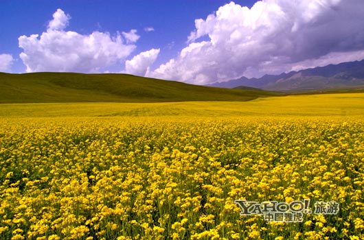 　　青海門源的油菜花景色甚為壯觀,十足的西部風味。(圖片來源:CFP)