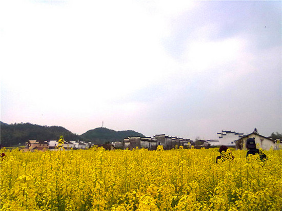 婺源清明節三天自由行 婺源清明節三天自由行