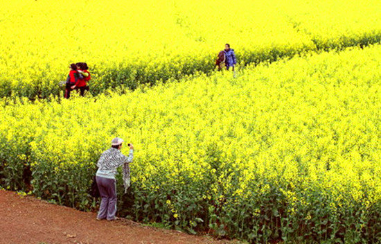女人如花 隨侍甄嬛娘娘賞花去 女人如花 隨侍甄嬛娘娘賞花去
