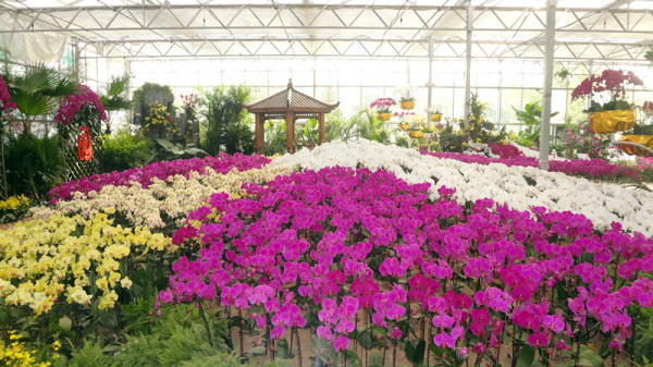 十一來綠博園賞嬌艷蝴蝶蘭 十一來綠博園賞嬌艷蝴蝶蘭