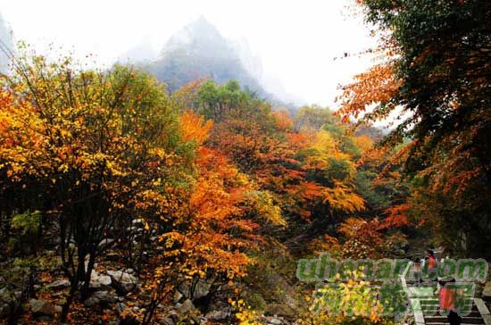 深秋去堯山賞紅葉、泡溫泉、拜大佛
