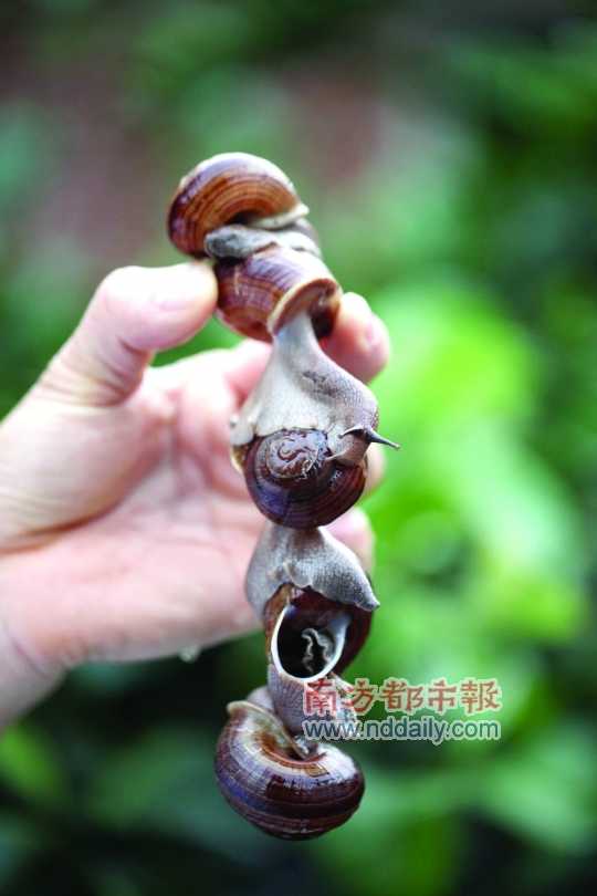 廣西的野生蝸牛追求原汁原味，做法也非常精簡。