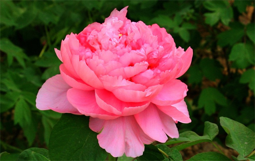 洛陽水席:與牡丹齊名的美食 洛陽水席:與牡丹齊名的美食