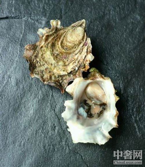 北半球好蠔不止法國 美加鮮味更足 北半球好蠔不止法國 美加鮮味更足