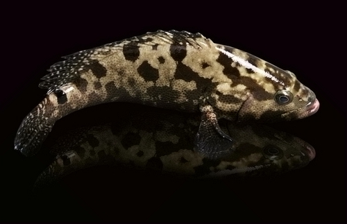 深海魚:餐桌上的極致營養品 深海魚:餐桌上的極致營養品