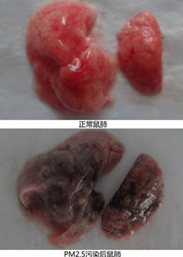 微博中的對(duì)比圖片 微博中的對(duì)比圖片