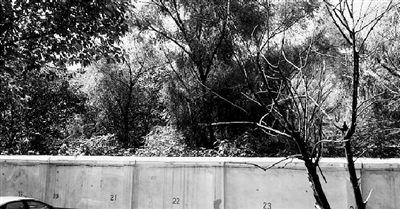 家長們熱切盼望的天明路小學規劃地，就在這個郁郁蔥蔥的院里