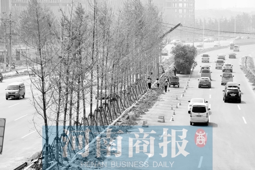 　西三環化工路，工人正在車道中間種植銀杏樹