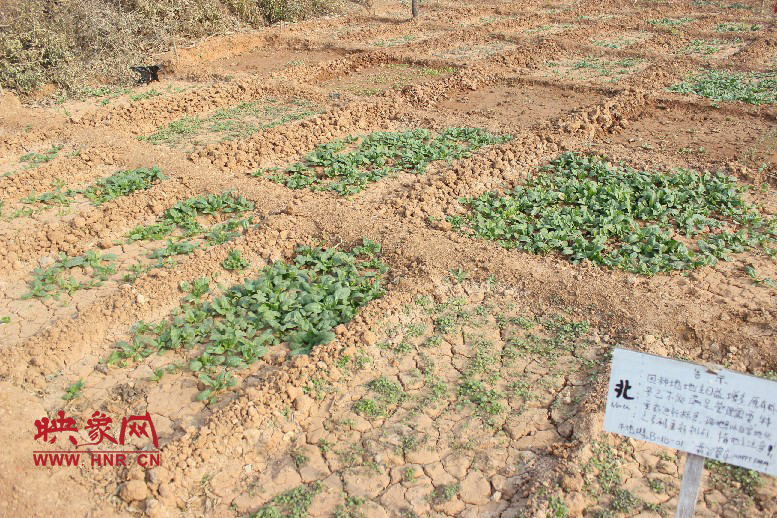 開(kāi)心農(nóng)場(chǎng)哦，你可以再這兒包地，無(wú)毒無(wú)公害綠色產(chǎn)品