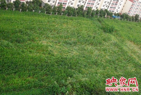 據(jù)映象網(wǎng)網(wǎng)友趙冠召反映，8月7日下午鄭州高新技術(shù)開發(fā)區(qū)突降暴雨冰雹，致使附近農(nóng)田近三分之一玉米倒伏