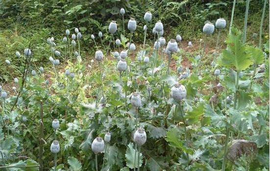 64歲村民為治病 在門前種64棵罌粟被拘留 64歲村民為治病 在門前種64棵罌粟被拘留