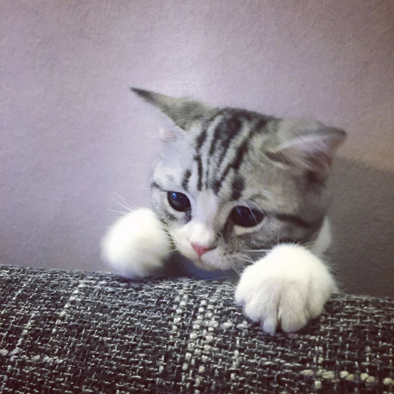 一只虛擬寵物貓叫價13億元？云養貓成真