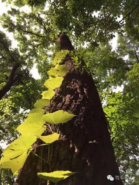 這里可是天然氧吧 這里可是天然氧吧