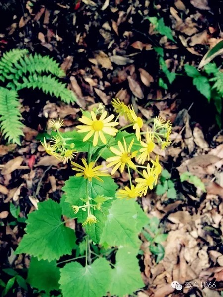 不僅有樹,還有美麗的小花花! 不僅有樹,還有美麗的小花花!