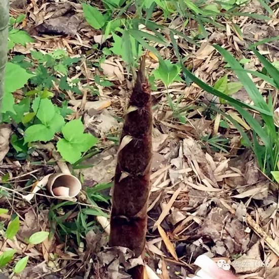 咦~這是什么?能吃嗎? 咦~這是什么?能吃嗎?