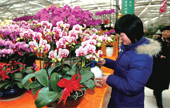 春節(jié)即將來臨，蝴蝶蘭依舊是節(jié)日花卉市場(chǎng)上最吸引眼球的品種，但銷量沒有去年同期好