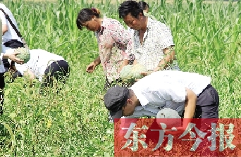 愛心企業員工幫助瓜農采摘西瓜