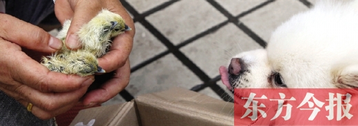 彭女士從老家帶來的毛雞蛋,應該屬于“活胎毛蛋” 彭女士從老家帶來的毛雞蛋,應該屬于“活胎毛蛋”