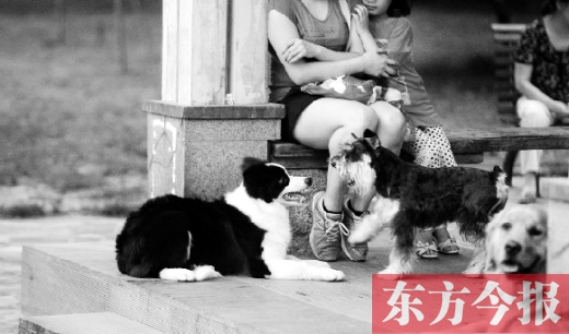 12月1日起鄭州將嚴查違規犬 再次明確養犬四問題