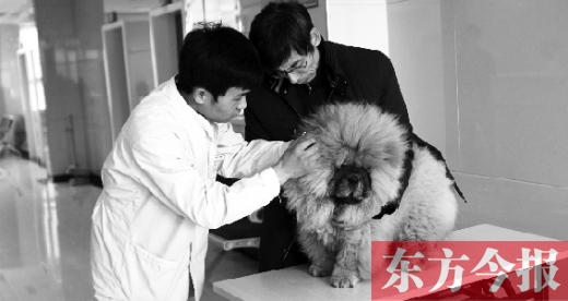 在一家大型寵物醫院里，生病的狗狗正在接受治療