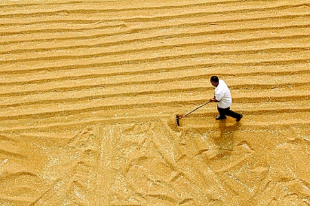 6月7日,內(nèi)黃縣城關(guān)鎮(zhèn)農(nóng)民在晾曬小麥。 6月7日,內(nèi)黃縣城關(guān)鎮(zhèn)農(nóng)民在晾曬小麥。