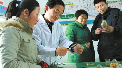 河南小麥平均畝產第一縣：溫縣