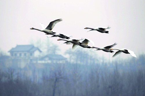 一群天鵝從空中飛過(guò)