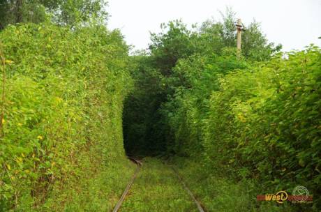 西安現“小清新”鐵路