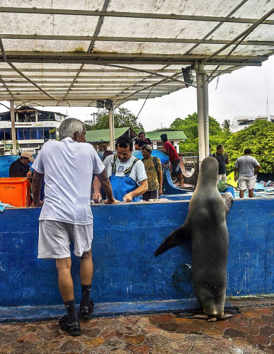 海獅變魚攤常客 排隊“購買”金槍魚 海獅變魚攤常客 排隊“購買”金槍魚