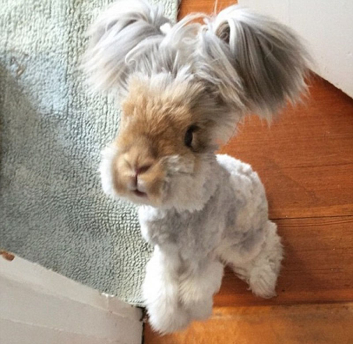 美國小兔可愛招風耳走紅網絡