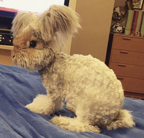 美國小兔可愛招風耳走紅網絡