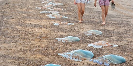 英國西南海岸現大量巨型水母