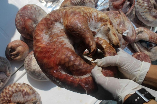 印尼海關查獲并銷毀1.3噸冷凍穿山甲