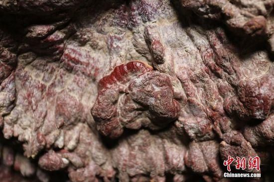 鄭州現巨型靈芝 最大直徑1.5米生長年份超過200年 鄭州現巨型靈芝 最大直徑1.5米生長年份超過200年