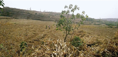 因干旱,農田閑置尚未播種小麥 因干旱,農田閑置尚未播種小麥