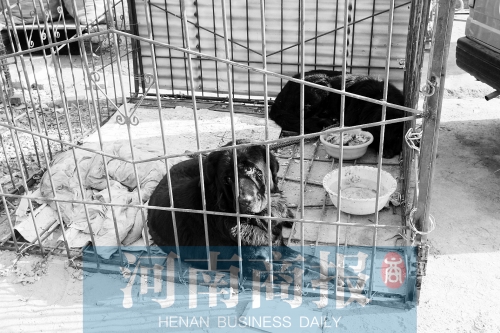 “暫居”執(zhí)法局的兩只藏獒 “暫居”執(zhí)法局的兩只藏獒