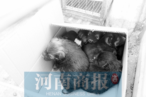 一家只能養(yǎng)一只狗,多余的被暫扣 一家只能養(yǎng)一只狗,多余的被暫扣