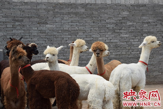 今年11月-12月,我省將再從智利引進210只羊駝。