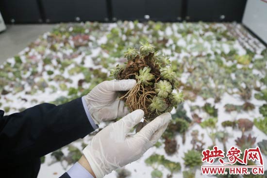 這些被截獲的多肉植物郵件面單上的品名大多申報為“禮物”、“衣服”等，屬于瞞報行為。