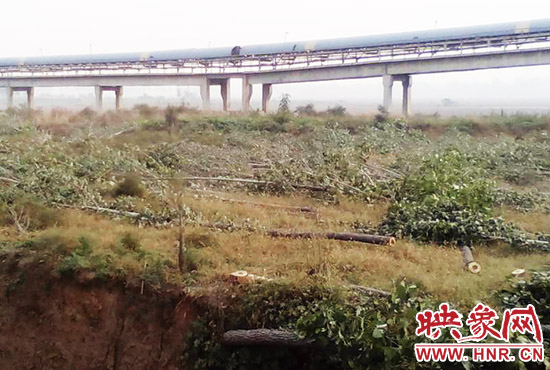 大片楊樹倒在地上 大片楊樹倒在地上