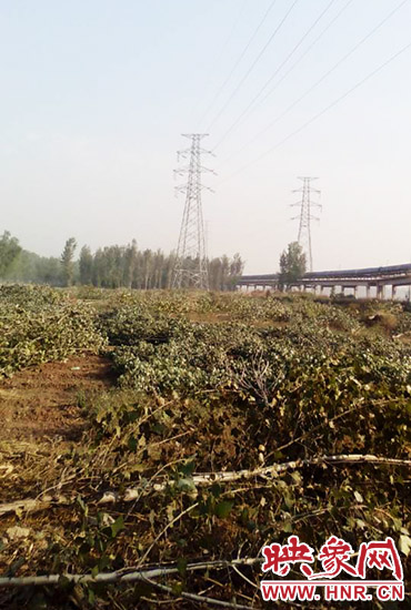 高壓線從樹上方經過 高壓線從樹上方經過