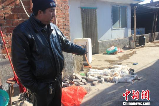 圖為家禽收購(gòu)點(diǎn)的陳姓工作人員介紹，是這些愛狗人士的封堵讓這些兔子無(wú)辜死去。　馬義恒　攝