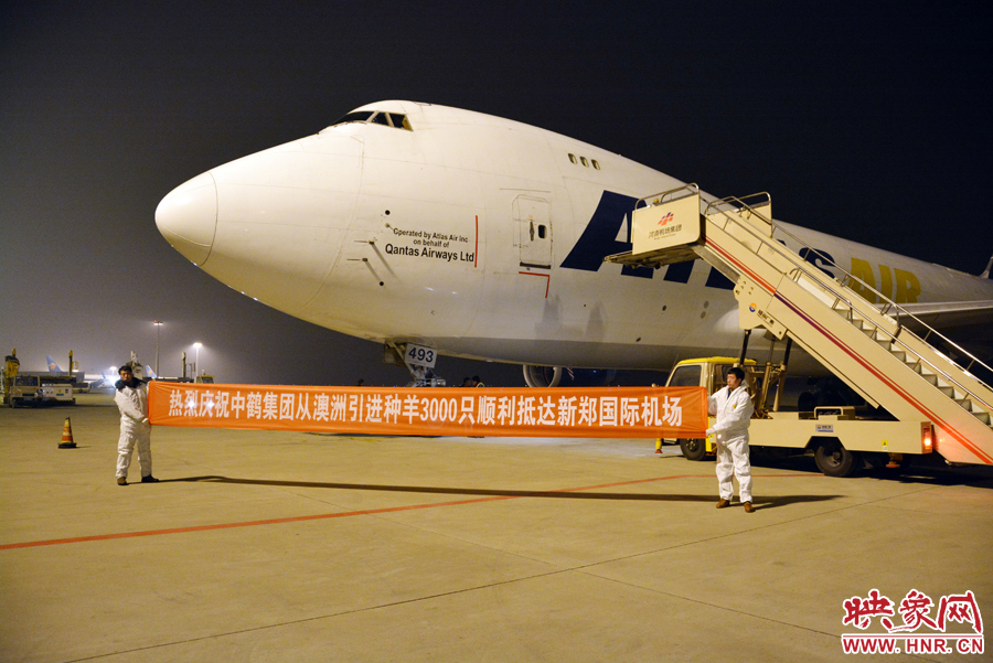 千只澳大利亞種羊“打飛的”落戶河南 創國內多個第一