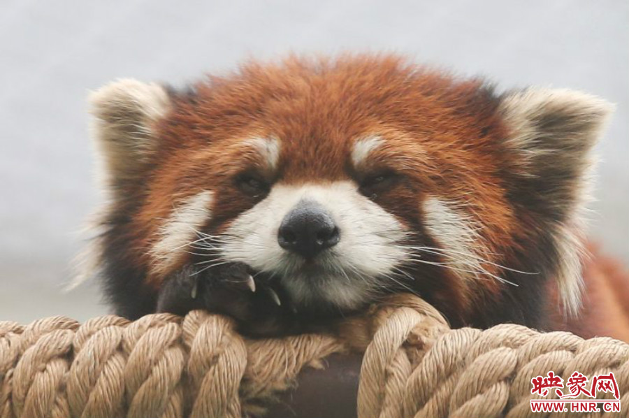 小熊貓在世界各動物園中是相當受歡迎的動物。