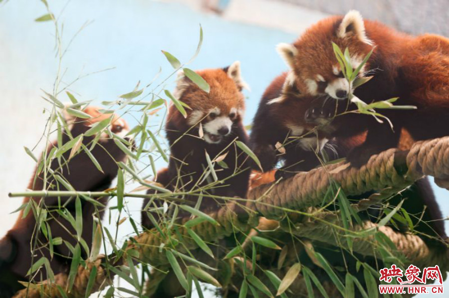 18只小熊貓正在進食。