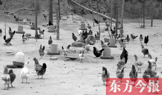 鄭州市郊縣一家散養(yǎng)雞基地的養(yǎng)殖現(xiàn)場 鄭州市郊縣一家散養(yǎng)雞基地的養(yǎng)殖現(xiàn)場