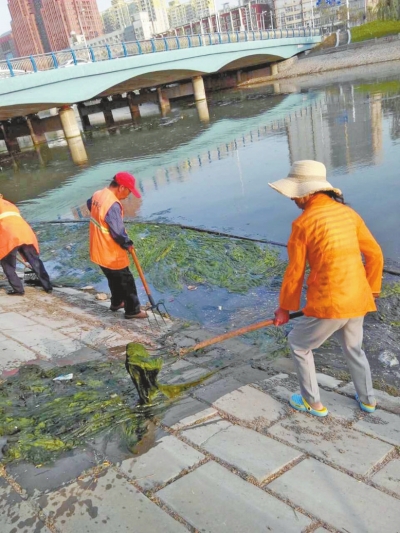 每天出動(dòng)六十人次進(jìn)行打撈,也難以遏制綠藻蔓延。 每天出動(dòng)六十人次進(jìn)行打撈,也難以遏制綠藻蔓延。