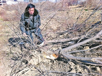 問周邊的人,都說白天沒見有人推樹,可能是夜里被鏟車推的 問周邊的人,都說白天沒見有人推樹,可能是夜里被鏟車推的